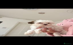 Maltese dogs for sale: Maltes - Image 4