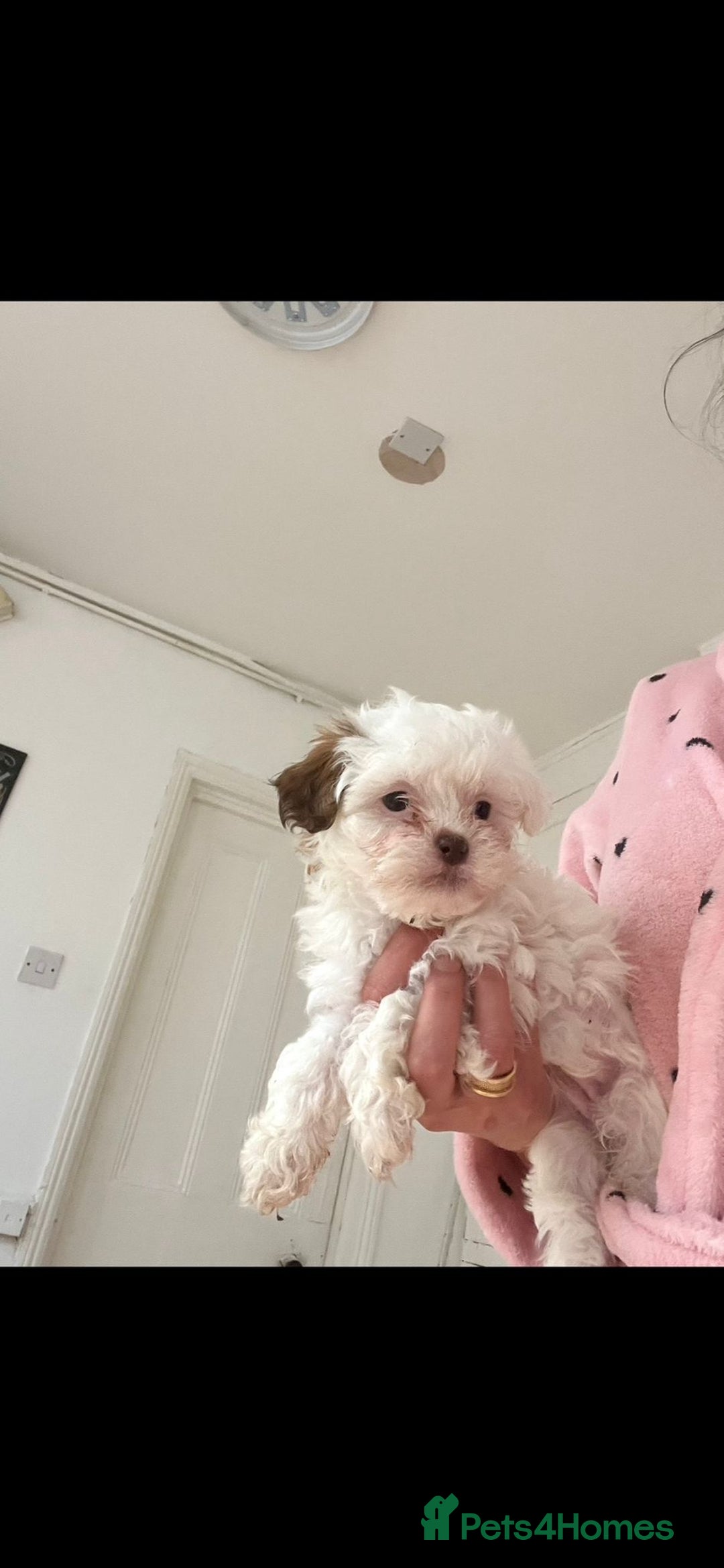 Maltese dogs for sale: Maltes - Image 4