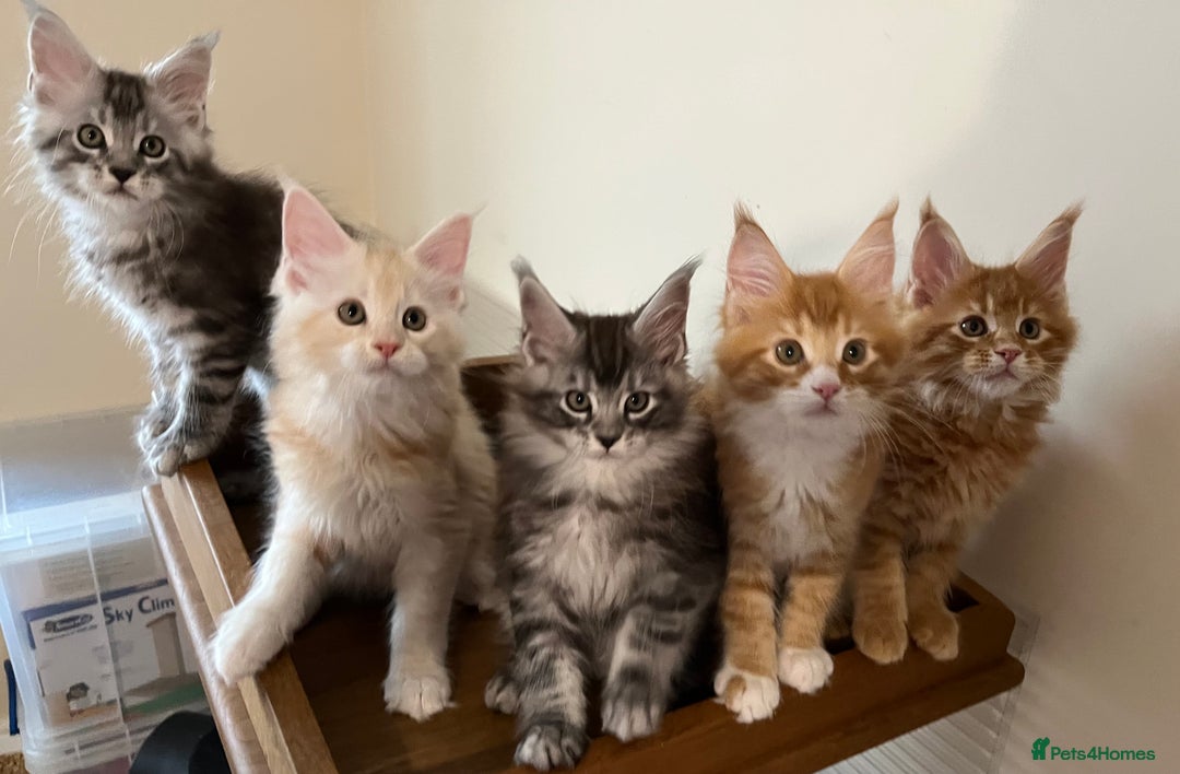 Maine Coon cats for sale: GCCF Pedigree Maine Coons  - Image 7