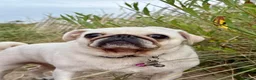 Pug dogs for sale: My pip - Advert 2