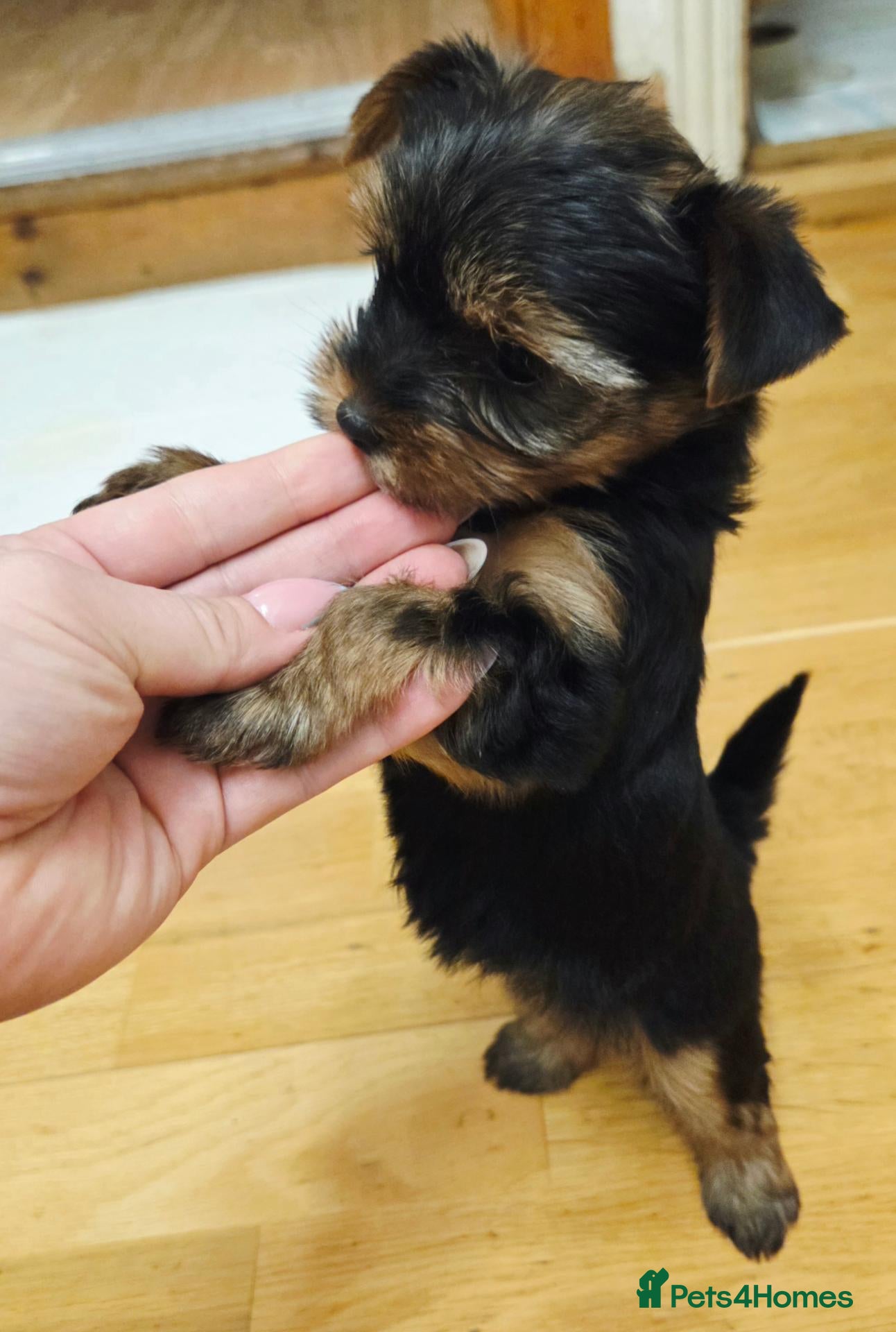 Yorkshire Terrier dogs Beautiful Yorkshire Terrier  - Advert 1