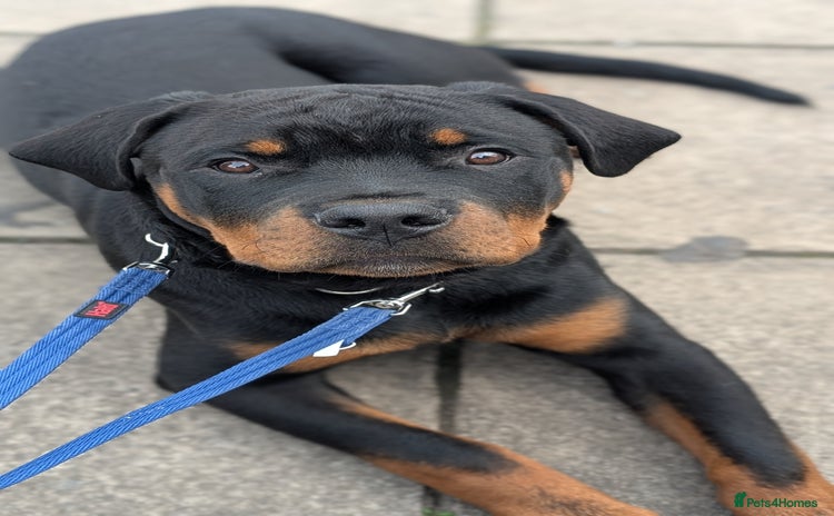 Rottweiler dogs - Advert 1