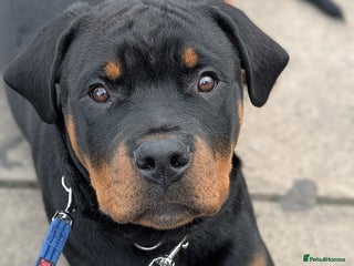 Rottweiler dogs - Advert 33