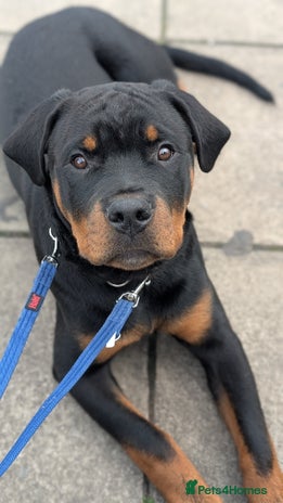 Rottweiler dogs - Advert 1