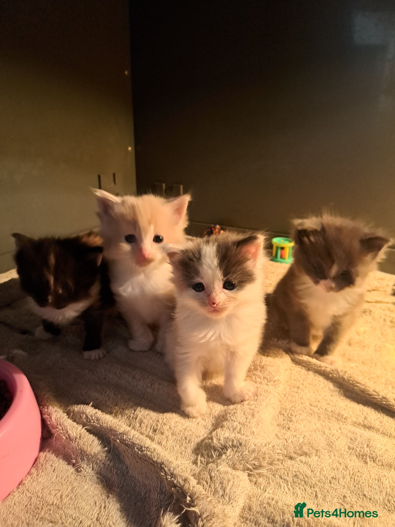 Ragdoll cats Rainbow litter ragdoll cross Turkish angora - Advert 1