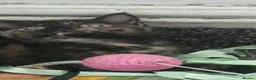 Mixed Breed cats for sale: Last female kitten - Advert 4