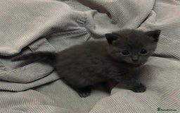 Russian Blue cats for sale: Two beautiful girl Russian blues 🫶 - Image 9