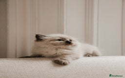 Siberian cats for sale: Gorgeous Kittens For Sale  - Image 3