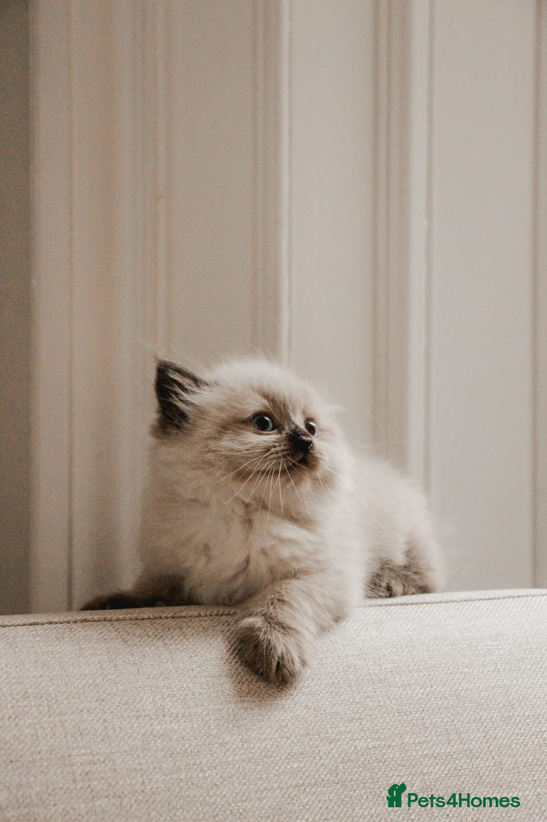 Siberian cats for sale: Gorgeous Kittens For Sale  - Image 3