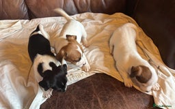 Jack Russell dogs for sale: Jack Russell puppies for sale - Image 7