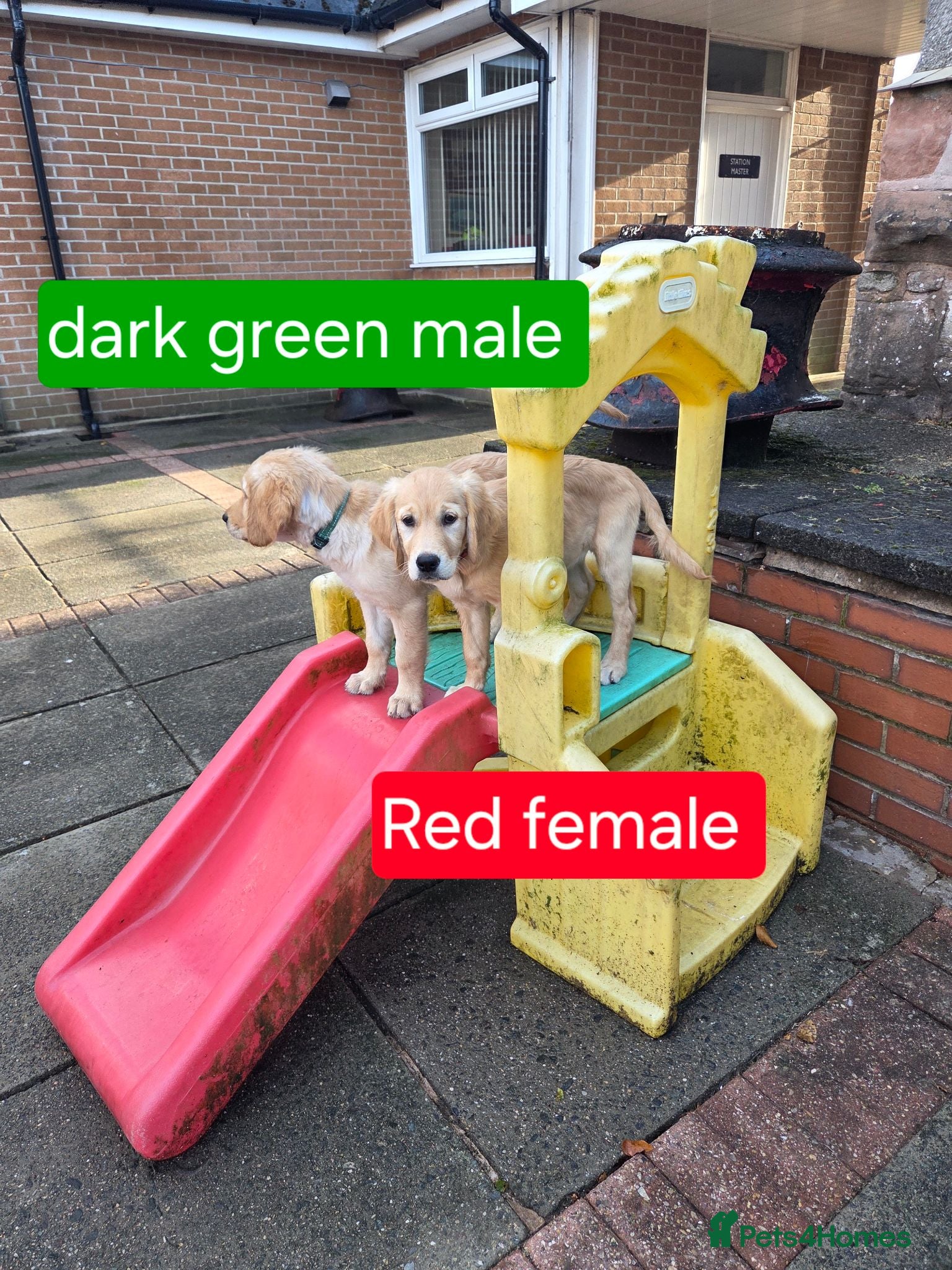 Golden Retriever dogs Beautiful natured pups fully vaccinated - Advert 2
