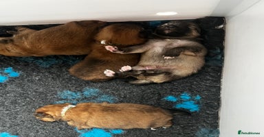 Pomeranian dogs - Advert 14