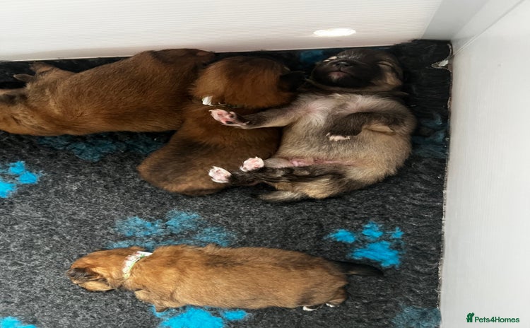 Pomeranian dogs - Advert 3