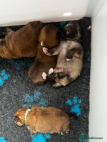 Pomeranian dogs - Advert 14