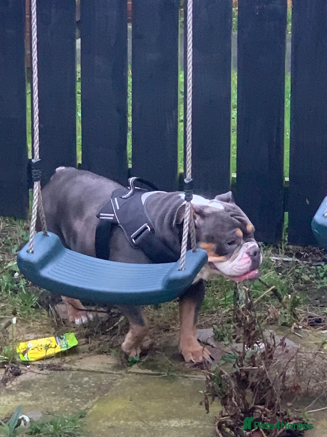 English Bulldog dogs for sale: Rita 6 year old bulldog - Advert 3