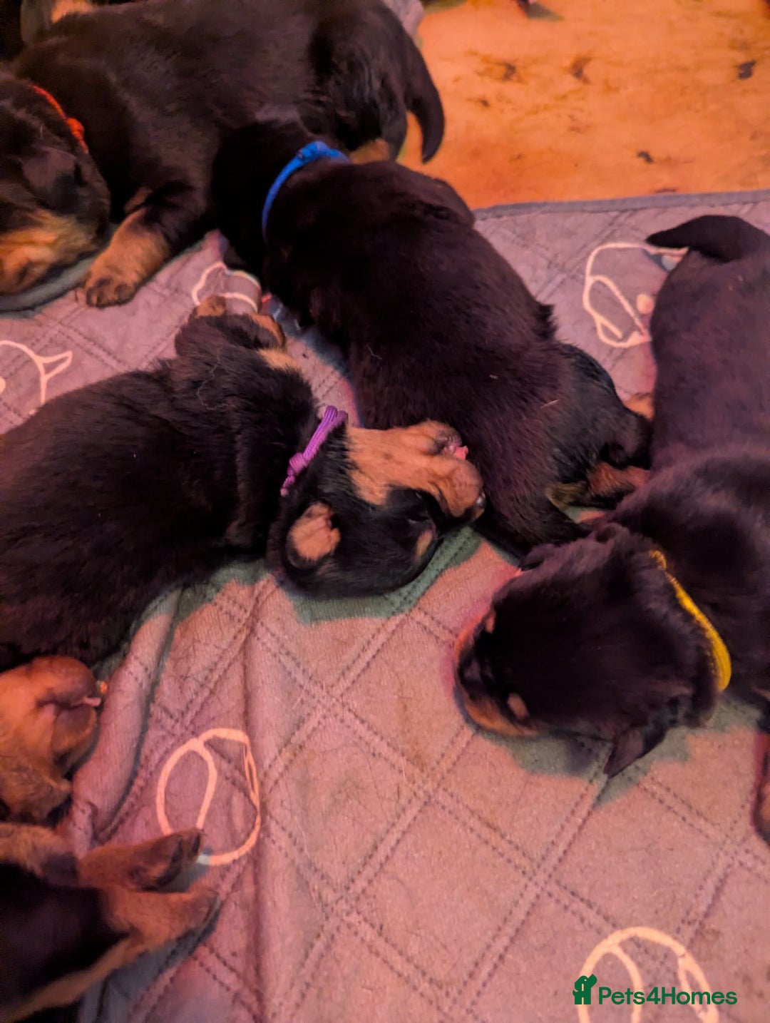 Rottweiler dogs for sale: 🐾 Stunning KC Registered Rottweiler Puppies  - Advert 14