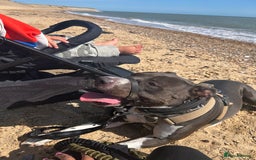 Mixed Breed dogs for sale: Remi  - Image 9