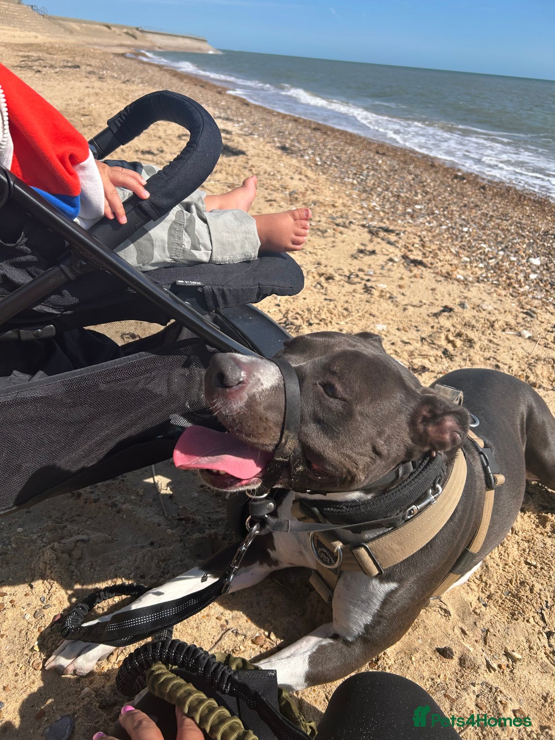 Mixed Breed dogs for sale: Remi  - Image 9