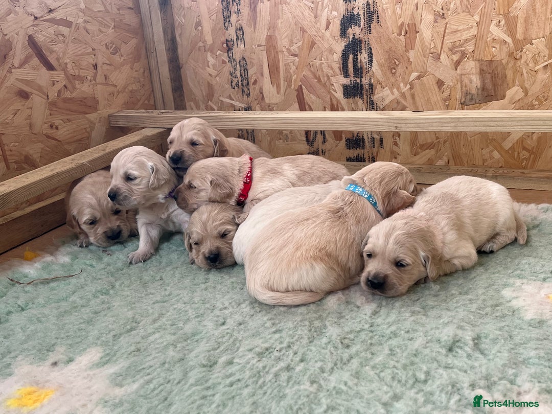 Golden Retriever dogs for sale:  Golden Retriever Puppies – KC Registered - Advert 18