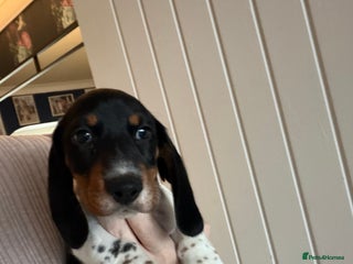 Miniature Dachshund dogs Miniature dachshund puppies short haired - Advert 18