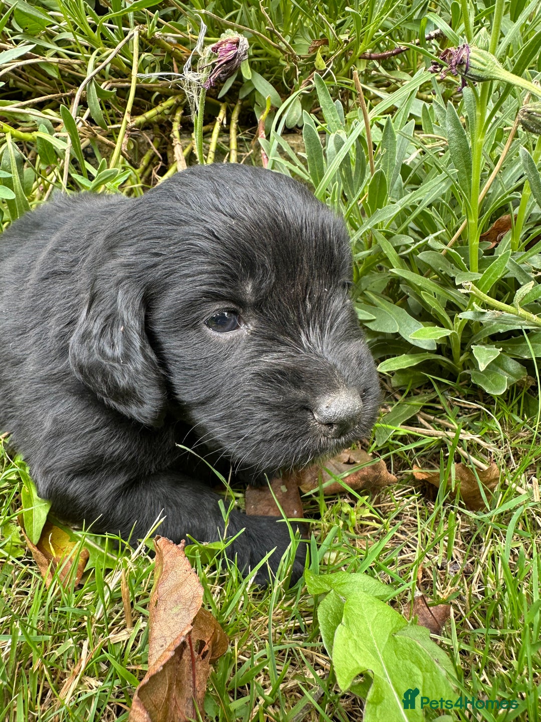 Mixed Breed dogs for sale: Naturally reared pups - Image 5