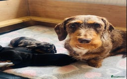 Dachshund dogs for sale: Standard dachshund's  - Image 7