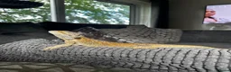 Bearded Dragon reptiles for sale: Bearded dragon looking for a loving home in Southampton - Advert 3