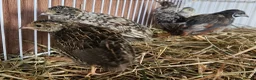 Quail poultry for sale: Chinese Painted Button Quail Groups  - Advert 13