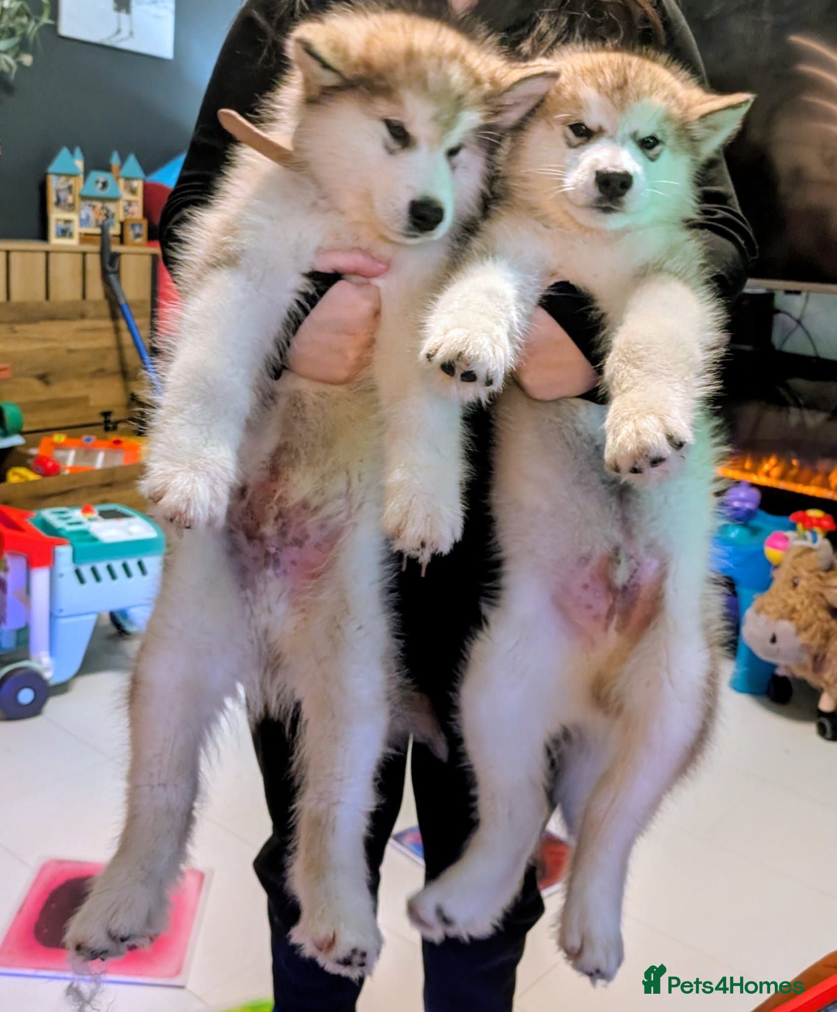 Alaskan Malamute dogs KC Registered Alaskan Malamute pups - Advert 3