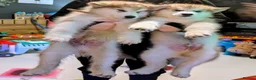 Alaskan Malamute dogs for sale: KC Registered Alaskan Malamute pups - Advert 1