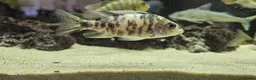 Other/Mixed Breed fish for sale: Assortment of fish  - Advert 19