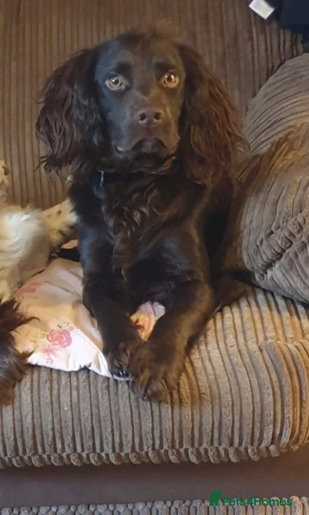 Sprocker dogs for sale: F1 Sprocker Puppies Due 9th October. Health tested in Bristol - Advert 4