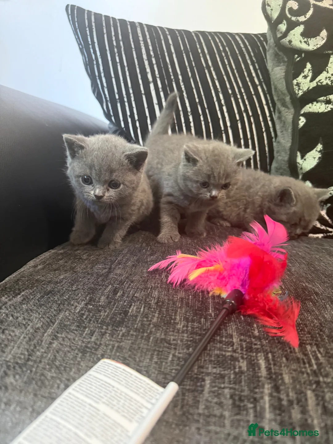 British Shorthair cats for sale: OUTSTANDING BRITISH SHORTHAIR KITTENS 🐈‍⬛ 🐾  in Elland - Advert 16