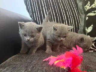 British Shorthair cats OUTSTANDING BRITISH SHORTHAIR KITTENS 🐈⬛ 🐾 - Advert 2