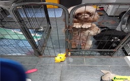 Toy Poodle dogs for sale: Toy poodle  - Image 4