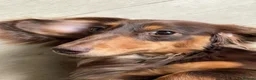 Miniature Dachshund dogs for sale: Miniature long-hair dachshund in Manchester - Advert 10
