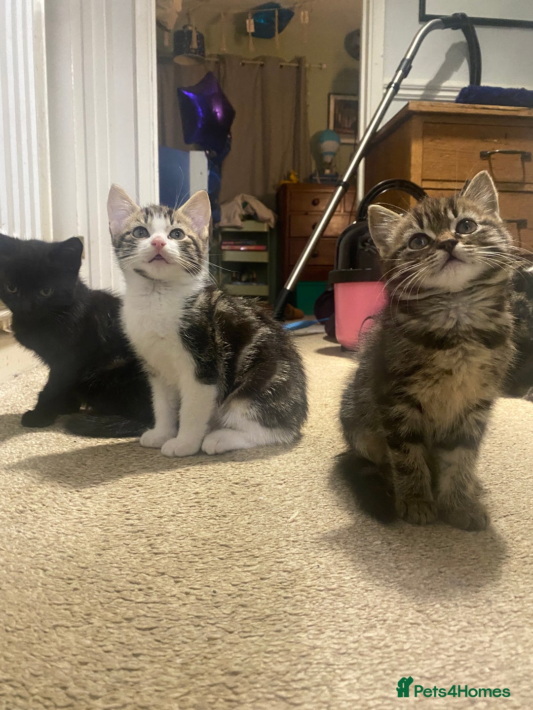 Mixed Breed cats for sale: 3 kittens available Portsmouth - Advert 5