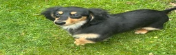 Miniature Dachshund dogs for sale: KC Reg Miniature Long Hair Dachshund  - Advert 1