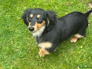 Miniature Dachshund dogs KC Reg Miniature Long Hair Dachshund - Advert 9