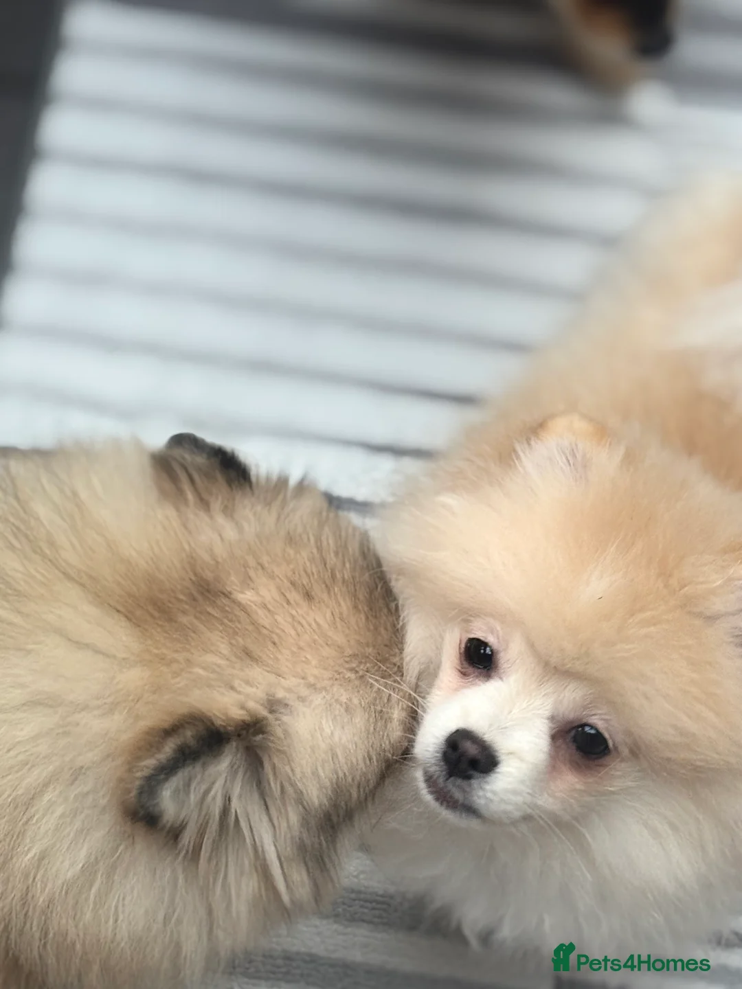 Pomeranian dogs for sale: Pomeranian males looking for there forever home  - Advert 30