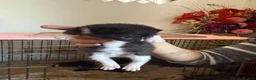 Mixed Breed cats for sale: 3 boys 3 girl kittens  in Scunthorpe - Advert 11