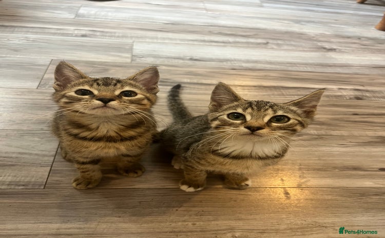 Mixed Breed cats - Advert 5