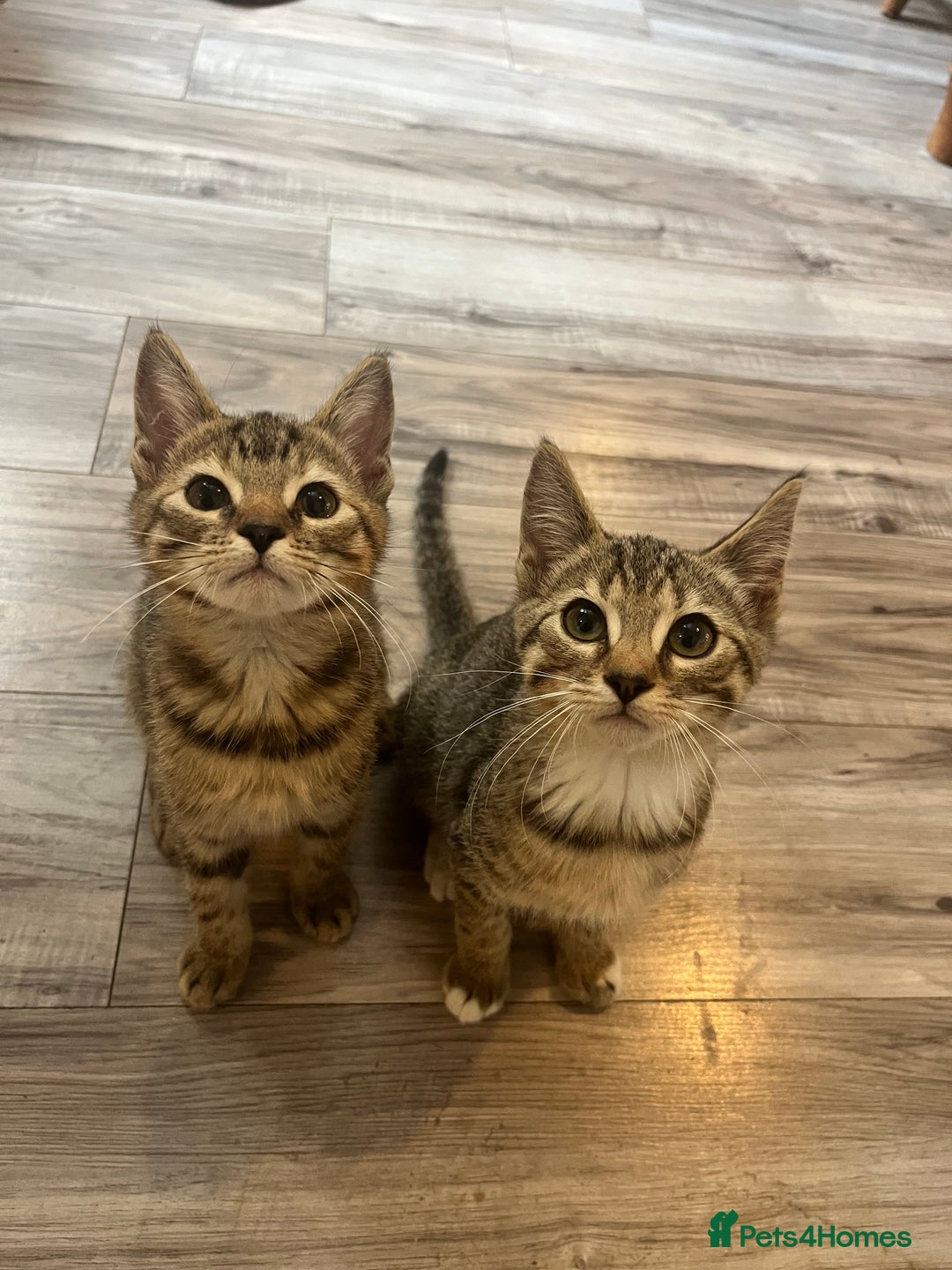 Mixed Breed cats for sale: Pixie bob mixed kittens - Image 2