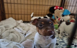 Jack Russell dogs for sale: Jack Russell pups  - Image 6