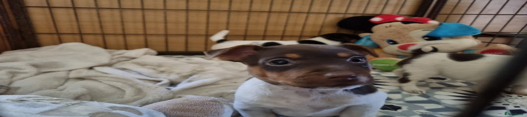 Jack Russell Puppy 1