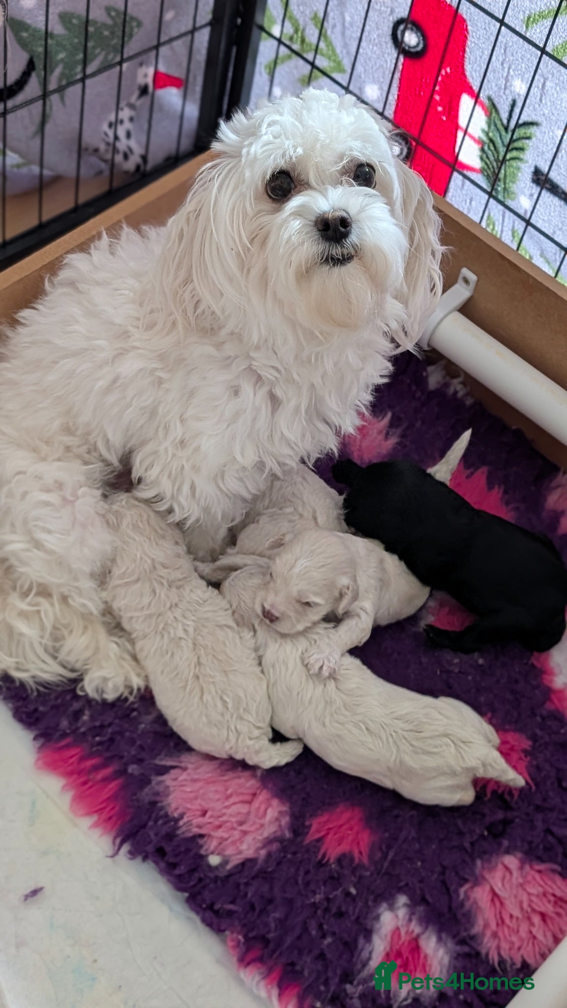 Maltipoo dogs for sale: Dna Genetically health tested maltipoos in Swindon - Advert 1