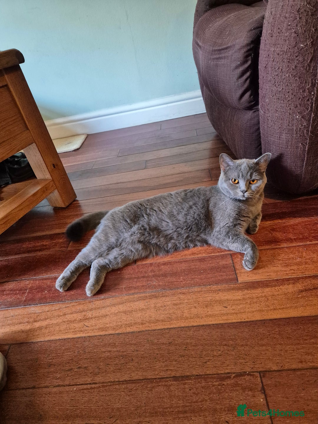 British Shorthair cats for sale: High pedigree British blue - Image 1