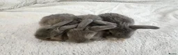 Mini Lop rabbits for sale: Beautiful Lop Bunnies Looking for Homes - Advert 6