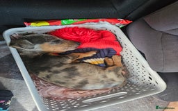 Miniature Dachshund dogs for sale: Miniature Dachshund ready to leave now - Image 4