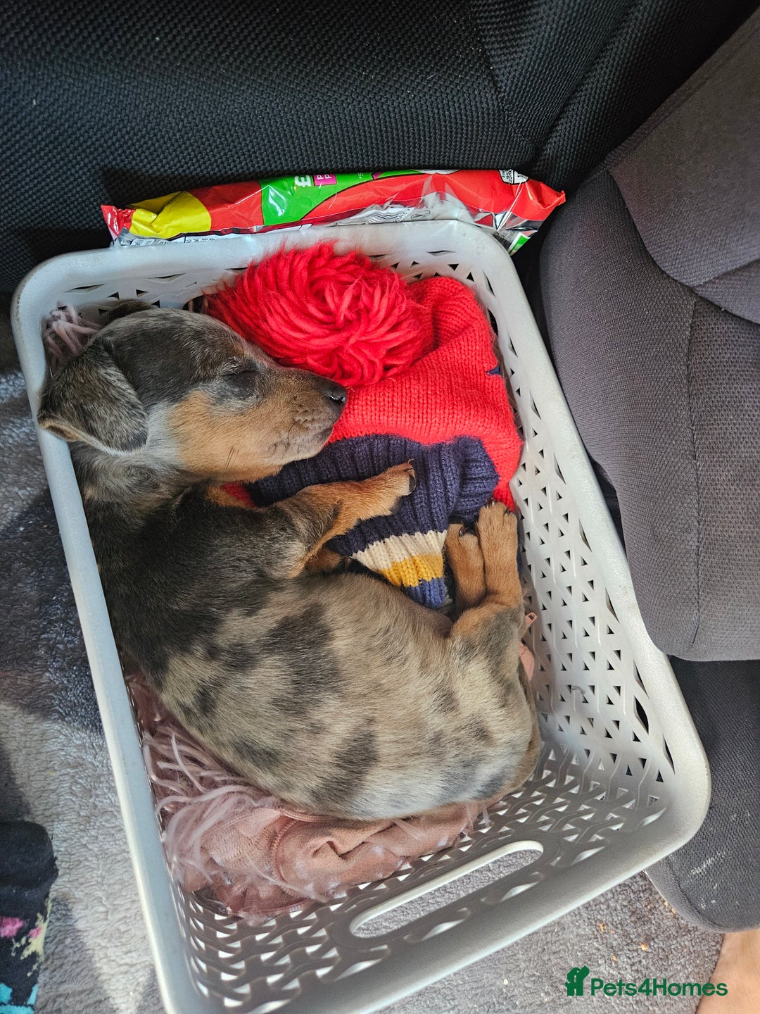 Miniature Dachshund dogs for sale: Miniature Dachshund ready to leave now - Image 4